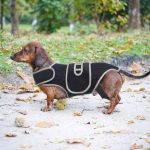 dachshund back brace