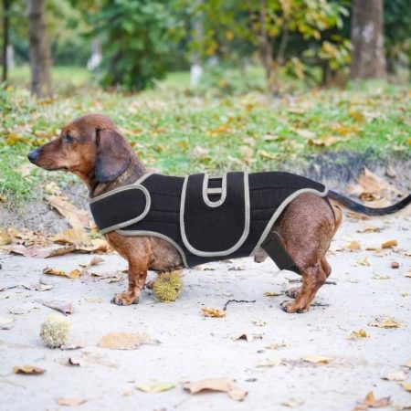dachshund back brace