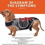 dachshund back brace