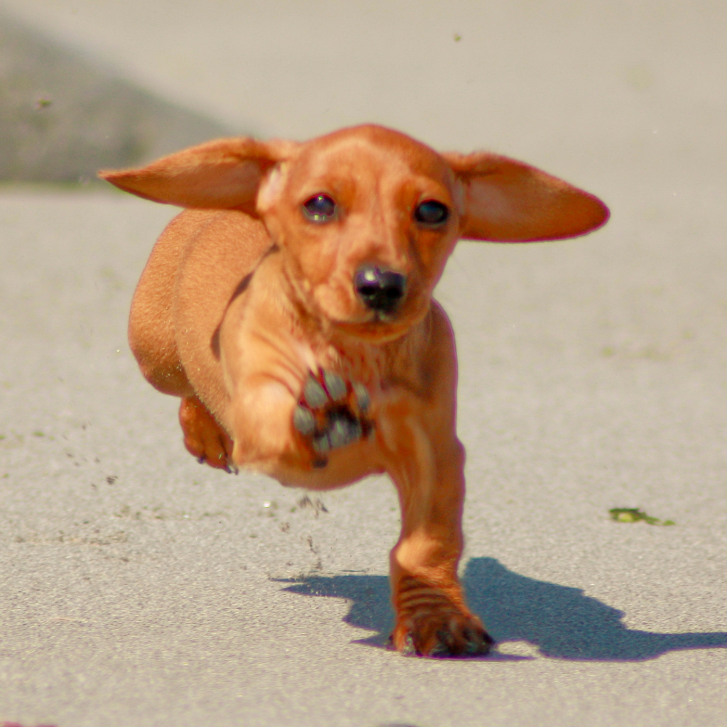 dachshund space –dachshund zoomies