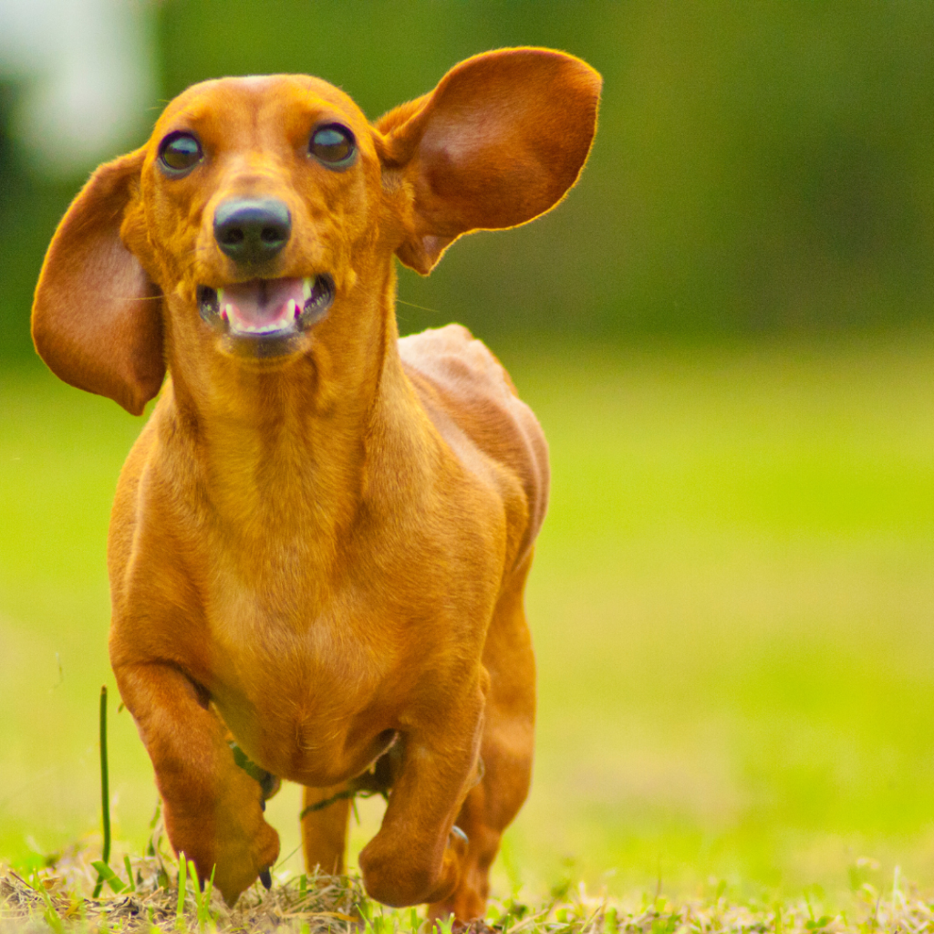 dachshund space –dachshund zoomies