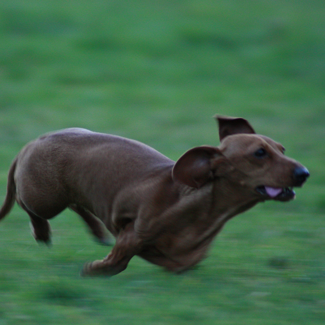 dachshund space –dachshund zoomies
