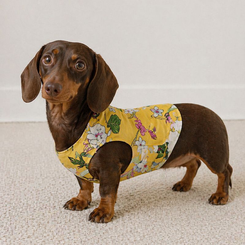 Dachshund Space dog cooling vest