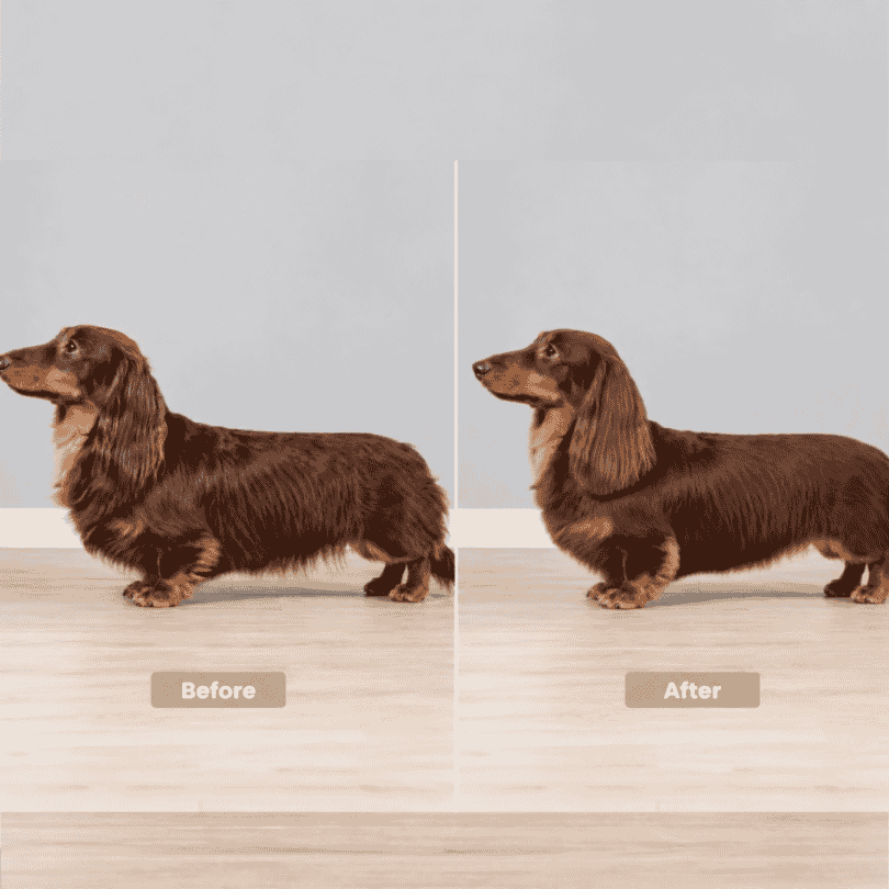 long haired dachshund puppy cut before and after
