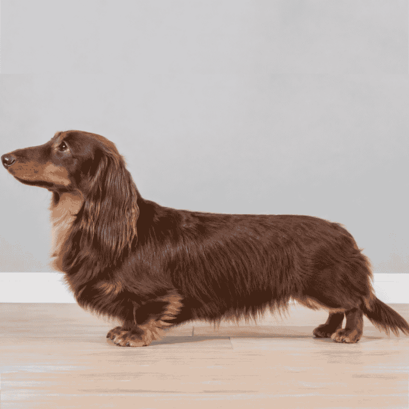 best long haired dachshund haircut dachshund space