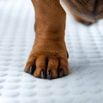 dachshund space coolcloud mat