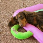 icecool dachshund mat