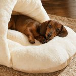 dachshund burrow bed