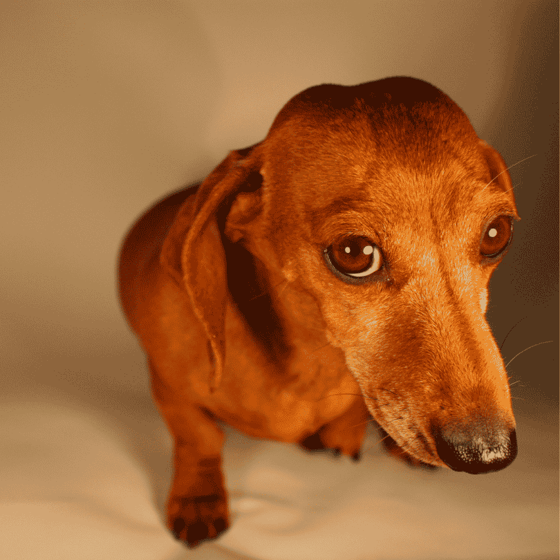 dachshund space doxie getting bald spots (2)