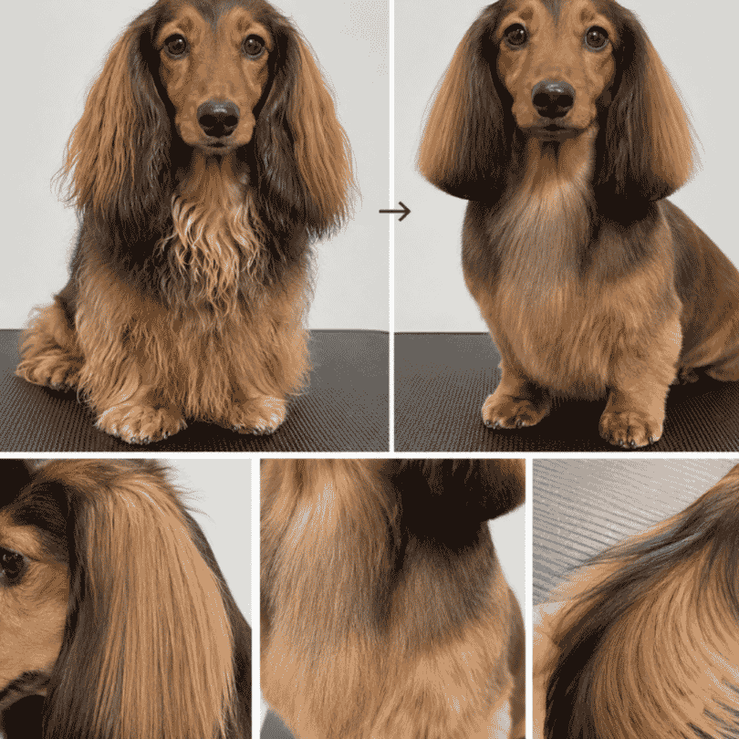 long haired dachshund feather trim on ears legs and tail
