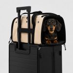 in-cabin dachshund flight carrier