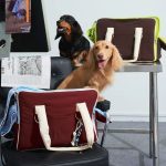 doxieglex travel carrier