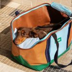 doxiego dachshund carrier