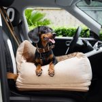 dachshund space saferide bed