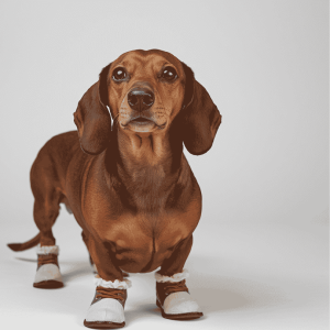 dachshund shoes dachshund space