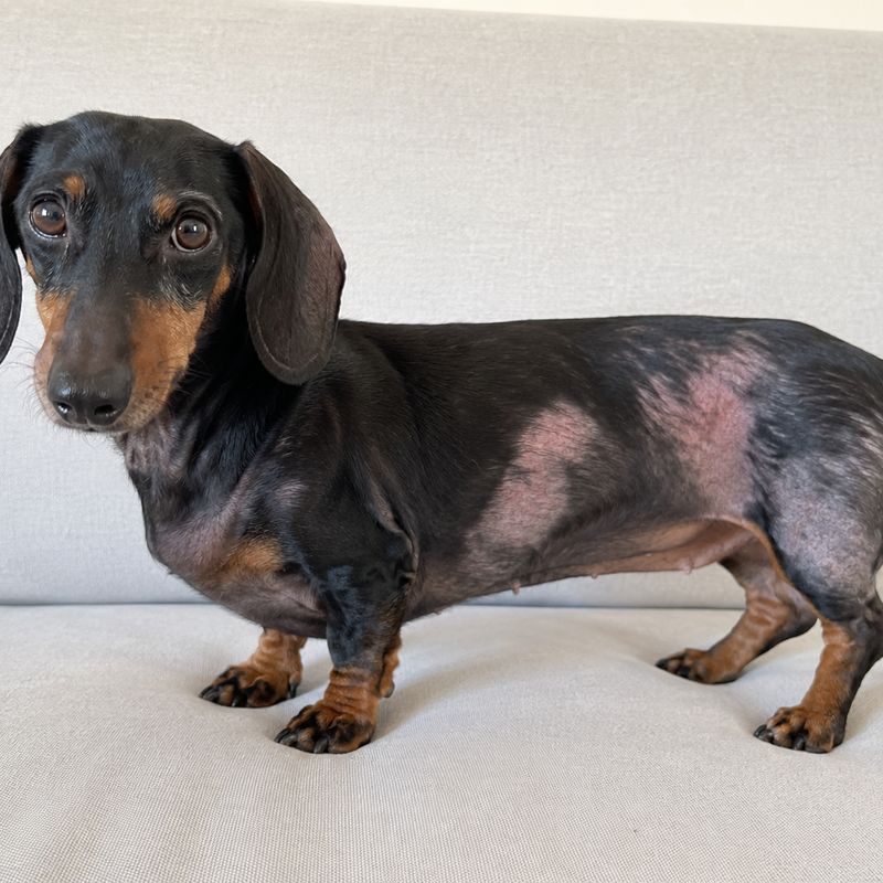 dachshund alopecia in a black dachshund