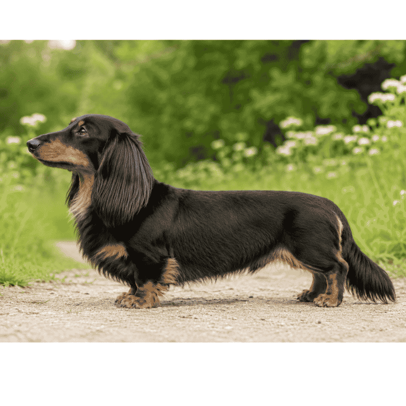 show style long haired dachshund natural coat