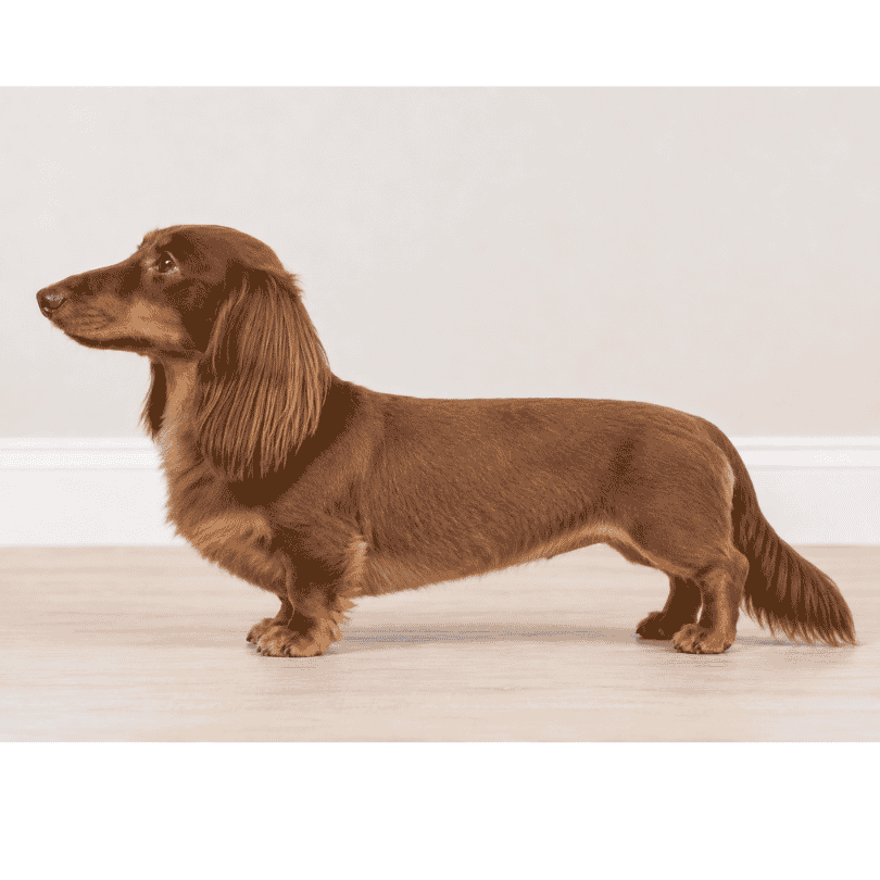 summer trim haircut for long haired dachshund