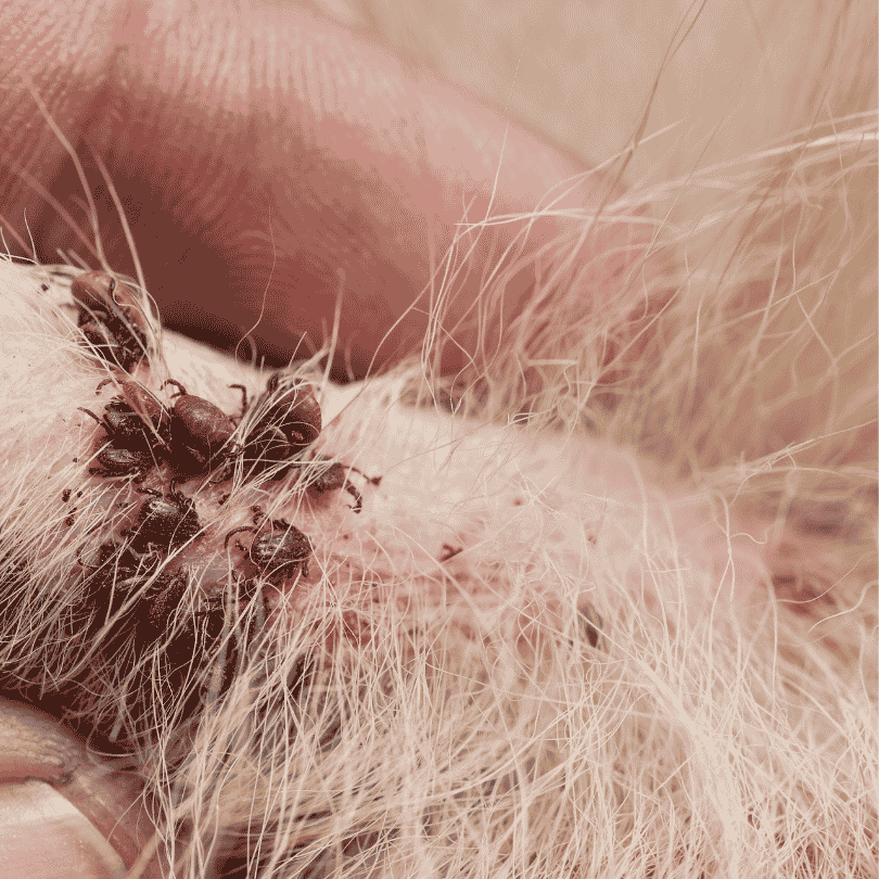 What Does a Tick Look Like on a Dog dachshund space