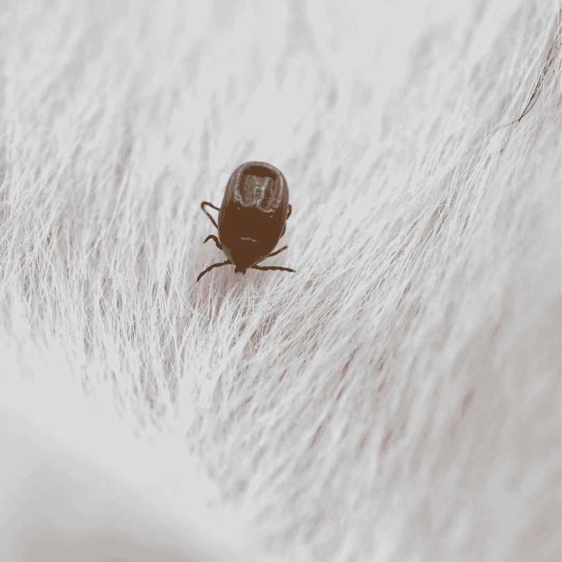 What Does a Tick Look Like on a Dog dachshund space