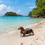 chinfloat dachshund life vest limited edition