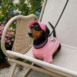 breathable mesh dachshund sun hat