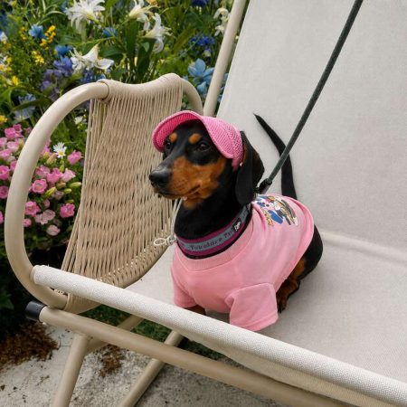 breathable mesh dachshund sun hat