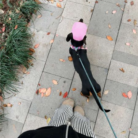 breathable mesh dachshund sun hat