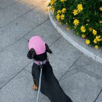 breathable mesh dachshund sun hat