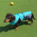 chill out dachshund vest