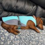 chill out dachshund vest