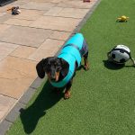 chill out dachshund vest