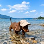corduroy doxie summer cap