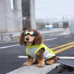 dachshund outdoor reflective vest