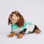 dachshund outdoor reflective vest