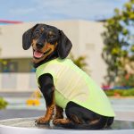 dachshund summer sport mesh vest