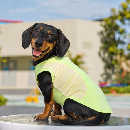 dachshund summer sport mesh vest