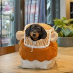 lion mane dachshund carrier