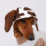 moocow dachshund sun hat