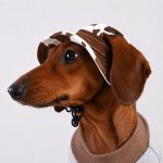 moocow dachshund sun hat