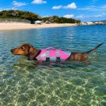 reflective dachshund life jacket