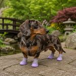 summer mesh dachshund shoes