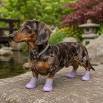 summer mesh dachshund shoes