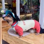 sunprotect dachshund onesie