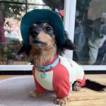 sunprotect dachshund onesie