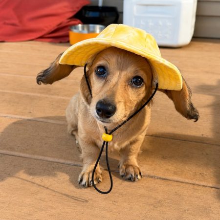 tie-dye-dachshund bucket hat