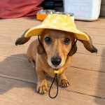 tie-dye-dachshund bucket hat