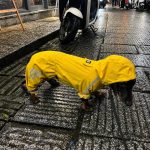 waterproof dachshund jumpsuit