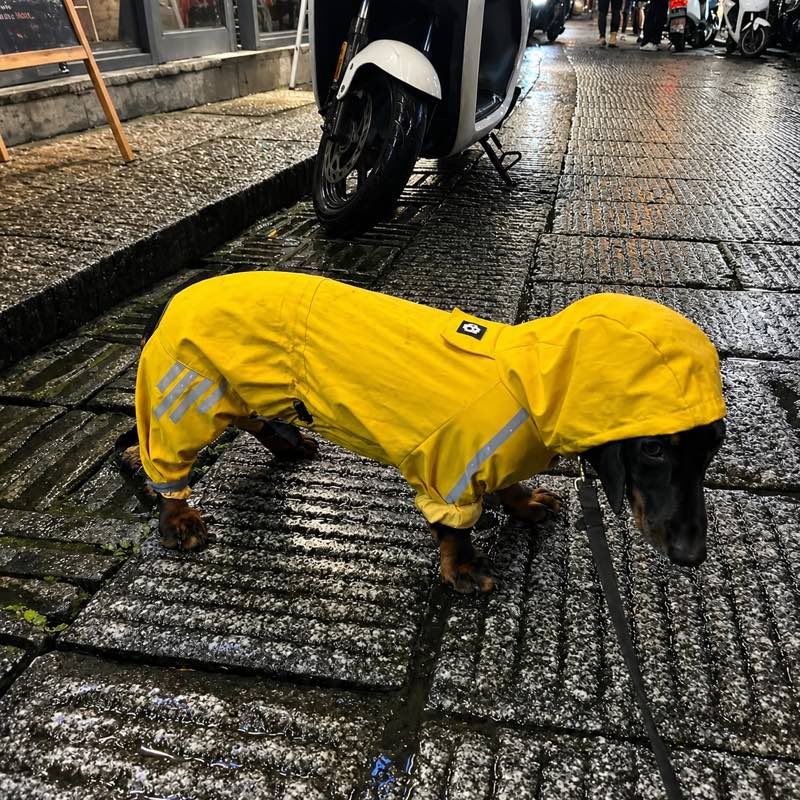 dachshund-space-waterproof-dachshund-jumpsuit-3 waterproof dachshund jumpsuit