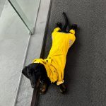 waterproof dachshund jumpsuit